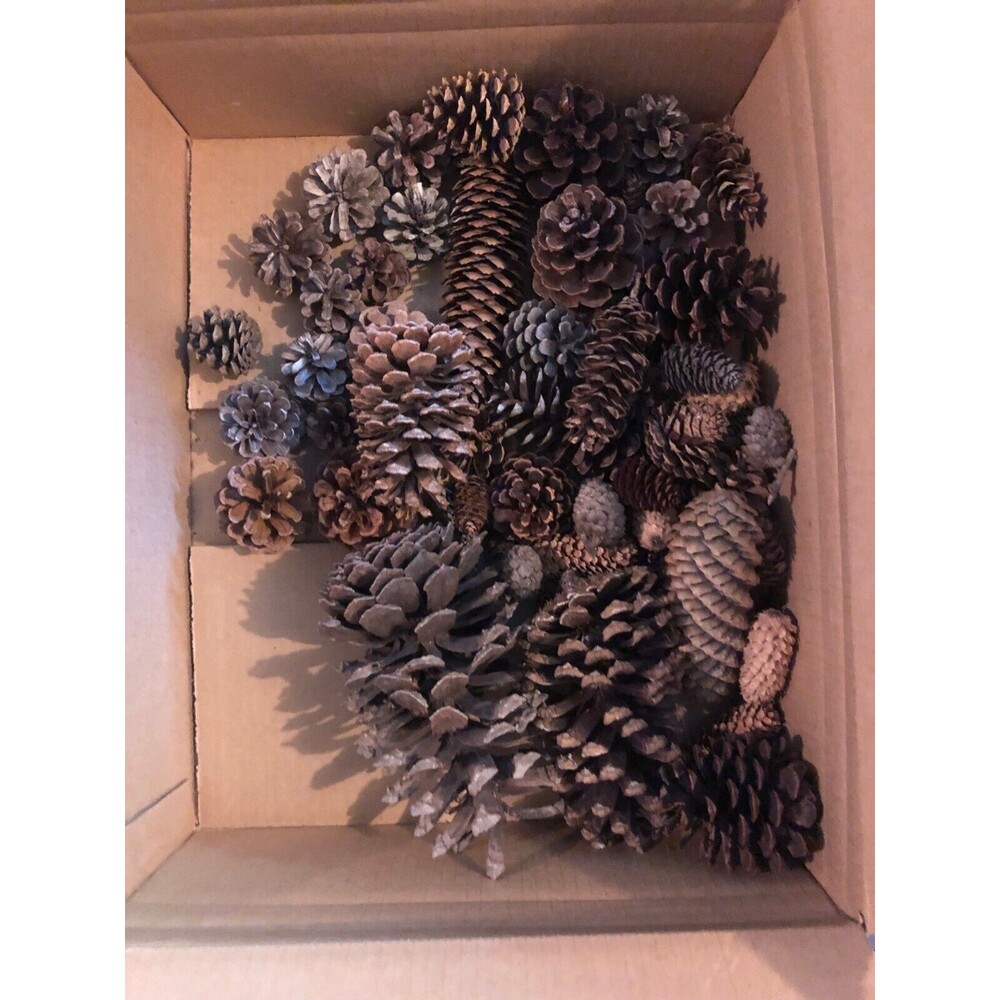 Pinecones Huge Lot of New England Pine Pinecones Large and Small + Mini's